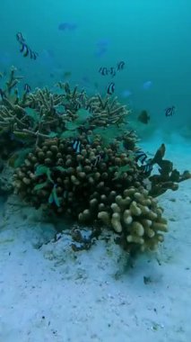 Maldivler 'deki sualtı sahnesinde mercanların etrafında çeşitli balıkların yüzdüğü bir mercan resifi sergileniyor..