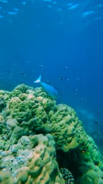 Maldivler 'deki sualtı sahnesinde mercan oluşumlarının üzerinde yüzen mavi bir balık vardır ve çeşitli küçük balıklar etrafa dağılmıştır..