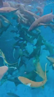 Bir grup köpekbalığı Maldivler 'deki berrak mavi sularda yüzer. Aerodinamik vücutlarını ve belirgin yüzgeçlerini sergilerler..