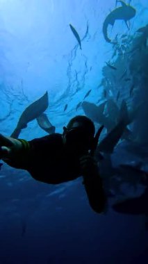 Freediver, Maldivler 'deki su altı köpekbalıklarıyla etkileşime girer. Etrafı çeşitli deniz canlılarıyla çevrilidir..