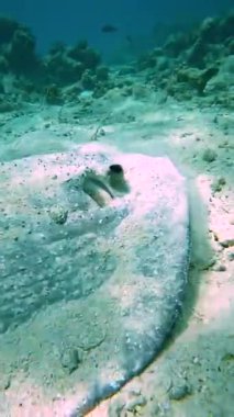 Mercan oluşumlarıyla çevrili Maldivler 'in kumlu okyanus tabanında bir vatoz süzülür..