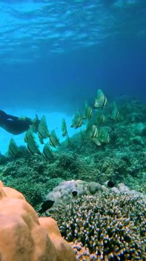 Bir kadın serbest dalgıç Maldivler sualtı sahnesinde mercan resifleri yakınlarında balık sürüleri arasında yüzüyor..