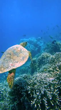 Maldivler 'deki mercan resifinin yakınında yüzen deniz kaplumbağası.