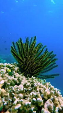 Maldivler 'deki tropikal mercan resiflerinde renkli crinoidea veya deniz zambağı.