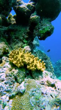 Lobophytum genellikle şeytan olarak bilinen yumuşak mercan cinsidir. Mercanlar ya da şeytanlar deri mercanlar verir..