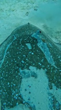 Ana denek, su altı ortamının kumlu tabanında dinlenen benekli bir vatoz, Maldivler..