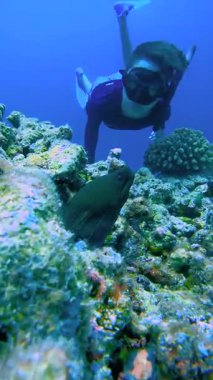 Genç bir serbest dalgıç Maldivler 'deki mercan resiflerini keşfediyor, kayaların yakınındaki bir moray yılanbalığını gözlemliyor. Konum: Maldivler 'de Sualtı.