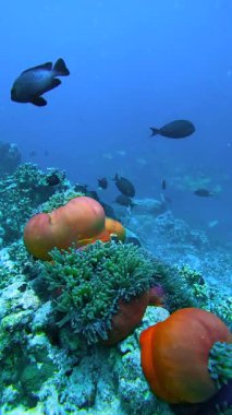 Bir şakayık mercanların ve floresan renklerde parlayan süngerlerin arasına yerleşir..