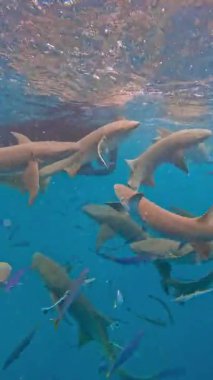 Maldivler 'in berrak mavi sularında çok sayıda köpekbalığı birlikte yüzer, sualtı habitatında dolaşırken vücutlarını ve yüzgeçlerini gösterirler..