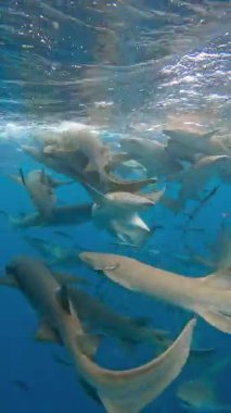 Köpekbalıkları, daha küçük balıklarla çevrili Maldivler 'in berrak sularında bir grup halinde yüzerler..