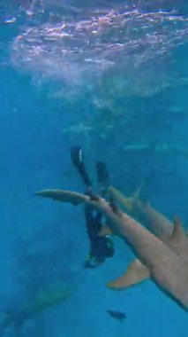 Bir serbest dalgıç Maldivler 'de su altında köpekbalıklarıyla etkileşime girer ve birden fazla köpekbalığının etrafta yüzdüğünü gösterir..