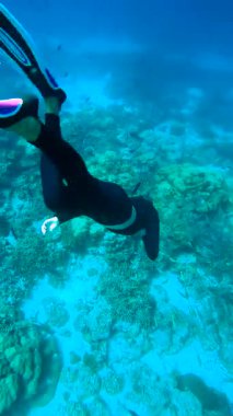 Bir kadın serbest dalgıç Maldivler 'de suyun altında çeşitli balıklarla çevrili mercan resiflerini keşfediyor..