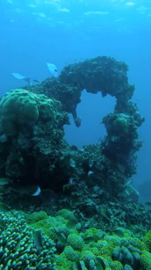 Bir şnorkelçi Maldivler 'de çeşitli balık ve renkli mercanlarla çevrili bir mercan kemerini keşfeder..