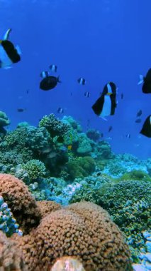 Maldivler 'deki sualtı sahnesinde okyanus tabanında mercan oluşumları etrafında yüzen renkli balıklar vardı..