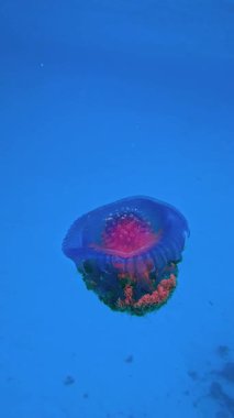 Bir denizanası, Maldivler 'in berrak sularında biyolüminesans oluşturur. Etrafı koyu mavi renklerle çevrilidir..