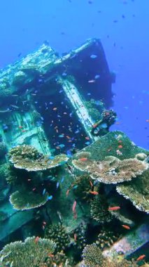 Vaavu Batığı, Keyodhoo Adası, Maldivler yakınlarında, enkazın etrafında yüzen canlı mercanlar ve çok sayıda balık türü ile çevrili olarak suyun altında yatıyor..
