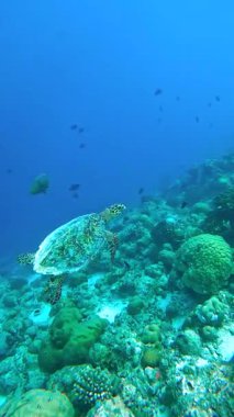 Bir deniz kaplumbağası, Maldivler 'in berrak sularında mercan oluşumlarının üzerinde zarifçe yüzer..