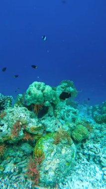 Maldivler 'deki sualtı sahnesi renkli mercan oluşumları ve çeşitli yüzen balıklarla.