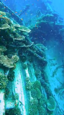 Vaavu Batığı, Maldivler 'deki Keyodhoo Adası yakınlarında, mercan ve çeşitli balık türleriyle çevrili olarak suyun altında yatıyor..