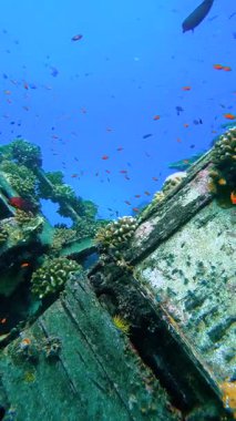 Vaavu Batığı, enkazı çevreleyen renkli mercan ve çeşitli balık türleriyle Maldivler 'deki Keyodhoo adası yakınlarında battı..