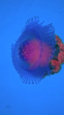 Bir biyoluminesens denizanası Maldivler 'de su altında yüzer ve mavi arka planda şeffaf vücudunu gösterir..