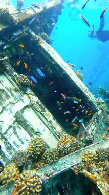 Vaavu Batığının içinde Keyodhoo Adası, Maldivler 'de su altında, mercan büyümesi ve renkli balıklar yapının etrafında yüzüyor..