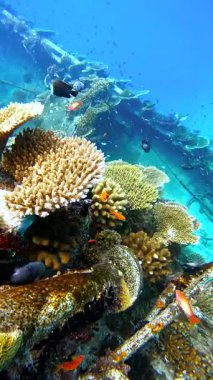 Maldivler, Keyodhoo Adası yakınlarındaki Vaavu Batığını gösteren sualtı sahnesi, çeşitli deniz yaşamı ve canlı mercan oluşumlarıyla çevrili..