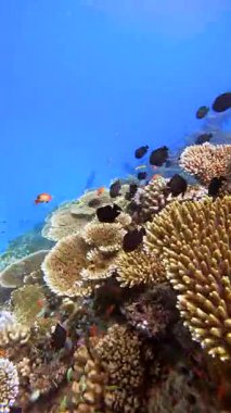 Vaavu Batığı, Maldivler 'deki Keyodhoo Adası' nın yakınında çeşitli mercan oluşumları ve deniz yaşamlarıyla çevrili..