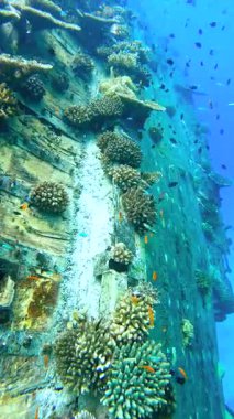 Vaavu Bataklığı Keyodhoo Adası, Maldivler yakınlarında, enkazın etrafında canlı mercan resifleri ve çeşitli tropikal balıklar yüzüyor..