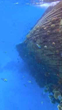 Vaavu Batığı, Maldivler 'deki Keyodhoo Adası yakınlarında, mercan oluşumları ve deniz yaşamlarıyla çevrili olarak battı..