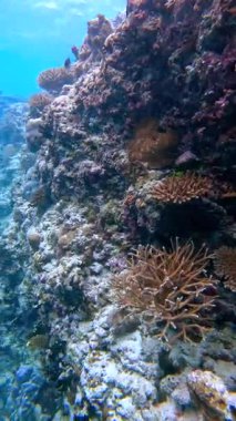 Maldivler 'deki sualtı sahnesinde yakınlarda yüzen çeşitli balık türlerinin olduğu mercan oluşumları sergileniyor..