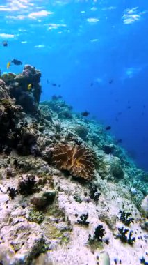 Sarcophyton trocheliophorum, Maldivler 'de sualtında görülen bir mantar mercanı, resif ve çeşitli balık türleriyle çevrili..