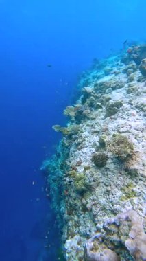 Maldivler 'deki sualtı sahnesinde canlı mercanlar ve kayalık resifler arasında deniz yaşamı ve renk bakımından zengin çeşitli balıklar sergileniyor..