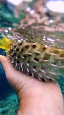 Maldivler 'de mercanlar görülebilirken, bir el sığ sularda dikenli kirpi balığı tutuyor..