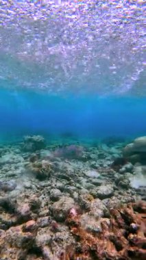 Pembe papağan balığı Maldivler 'deki mercan resifinin üzerinde yüzer, açık mavi suları ve kumlu tabanıyla sualtı ekosistemini gösterir..