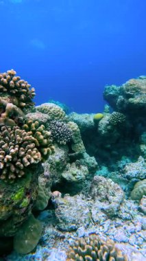 Maldivler 'deki su altı sahnesinde okyanus tabanında çeşitli mercan oluşumları derin mavi bir arka plana karşı canlı deniz yaşamı sergiliyor..