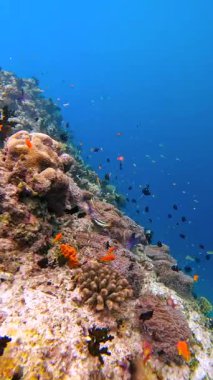 Maldivler 'deki sualtı sahnesinde mercan oluşumları ve resifler arasında yüzen çeşitli renkli balıklar yer alıyor..