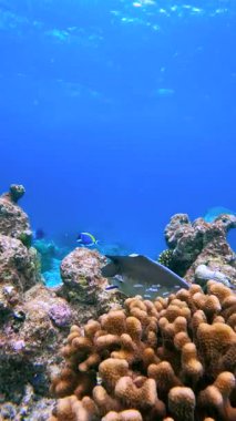 Bluespine Naso unicornfish, Maldivler 'deki mercan oluşumları arasında yüzer ve canlı sualtı manzarası içindeki farklı şeklini ve rengini gösterir..
