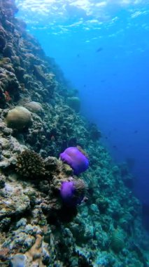 Deniz şakayıkları Maldivler 'in sualtındaki bir mercan resifinde, canlı renkler ve karmaşık dokular sergilerler..
