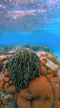 Maldivler 'deki sualtı sahnesinde kumlu deniz yatakları ve yakınlarda yüzen bir balıkla çeşitli mercan oluşumları sergileniyor..