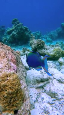 Mavi papağan balığı Maldivler 'de kayalık mercan yapılarının yakınında su altında yüzer..