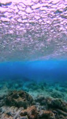 Maldivler 'deki su altı sahnesinde mercan ve kayalar parıldayan bir su katmanıyla gösteriliyor..