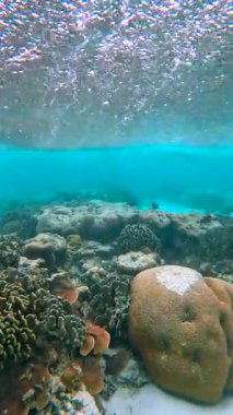 Maldivler 'deki sualtı sahneleri renkli mercan oluşumlarını ve berrak mavi suları gözler önüne seriyor, sakin bir ortamda deniz yaşamını keşfetmeye davet ediyor..