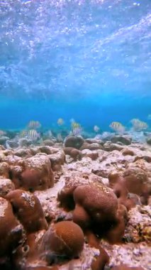 Maldivler 'deki sualtı sahnesinde mercan oluşumları ve birkaç çizgili balık okyanus tabanında yüzüyor..