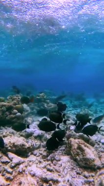 Maldivler 'in sualtı ortamında çeşitli balık türleri mercan resifleri üzerinde yüzerler..