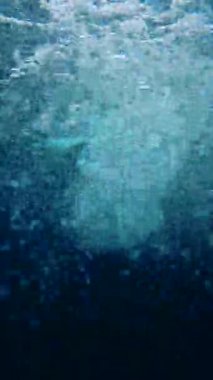 Maldivler 'de bir yüzücü su altında görünür, derin mavi sularda hareket ederken kabarcıklar yaratır..