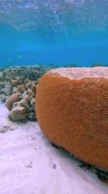 Maldivler 'deki sualtı sahnesinde kumla çevrili büyük beyin mercanları ve uzak balıkların yüzdüğü daha küçük mercan oluşumları yer alıyor..