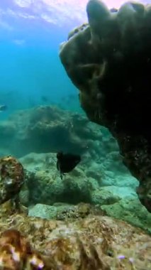 Bora Bora 'daki su altı manzarası okyanus tabanında kayalık oluşumların yakınında yüzen siyah benekli bir balığın renkli mercan ve deniz canlılarıyla çevrili olduğunu gösteriyor..