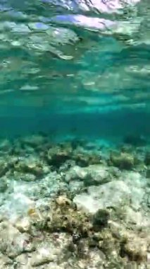 Bora Bora 'daki su altı manzarası, mercan resiflerini ve okyanus yüzeyindeki kayalar arasında görünen deniz yaşamını gösteriyor..