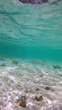 Bora Bora 'daki mercan oluşumları yakınlarındaki sığ sularda yüzen bir balık su altı ekosistemini gösteriyor..